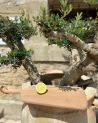 planche a decouper bois artisanale maroc anse cuir |Marrakech deco